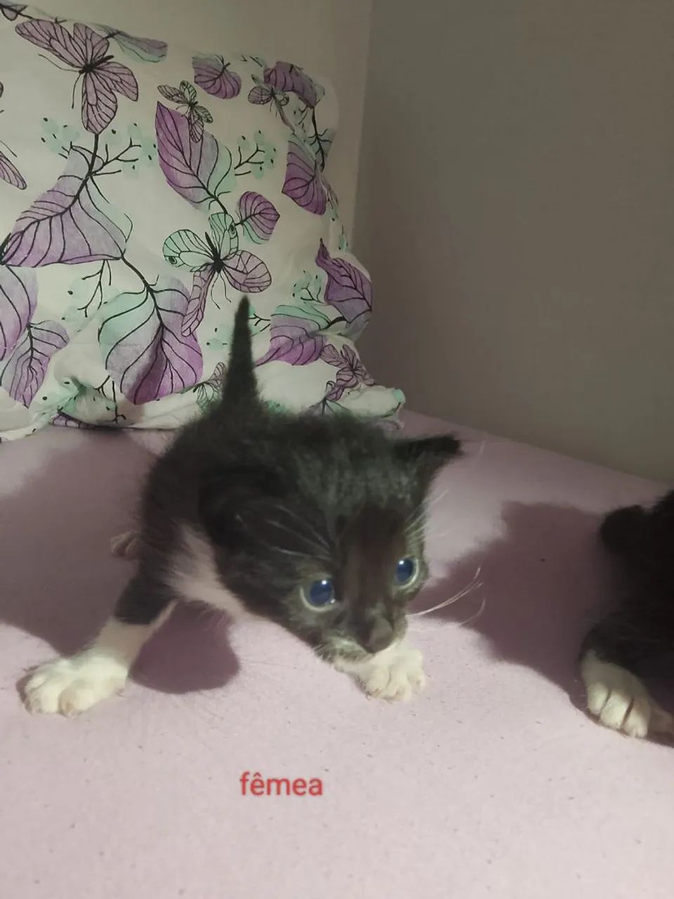 Gatinho doação  - Foto 3