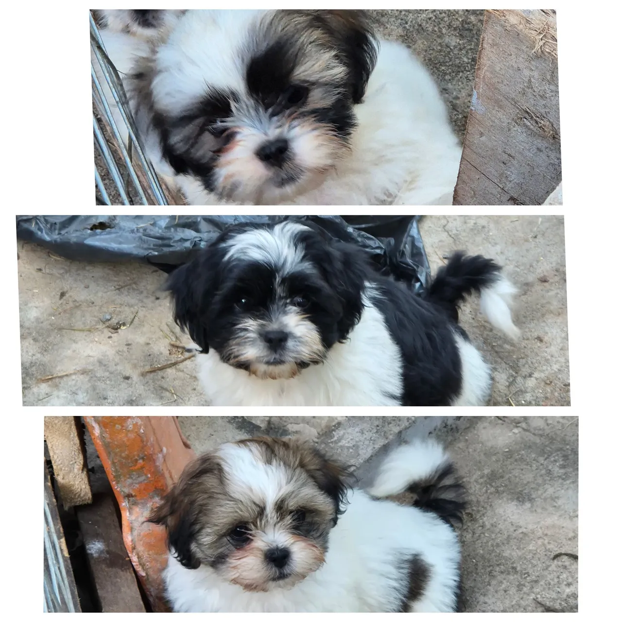 Filhotes Shih Tzu