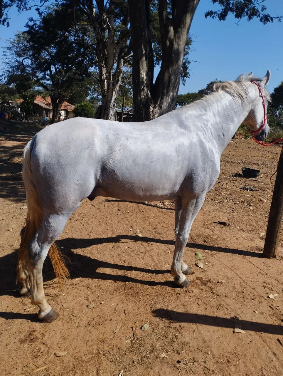 Manga larga marchador