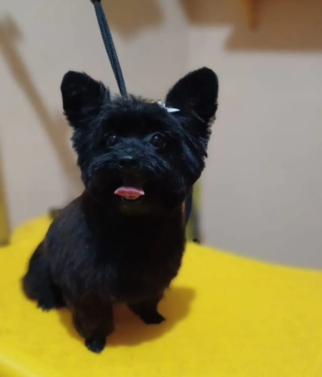 Vendo essa cachorrinha 