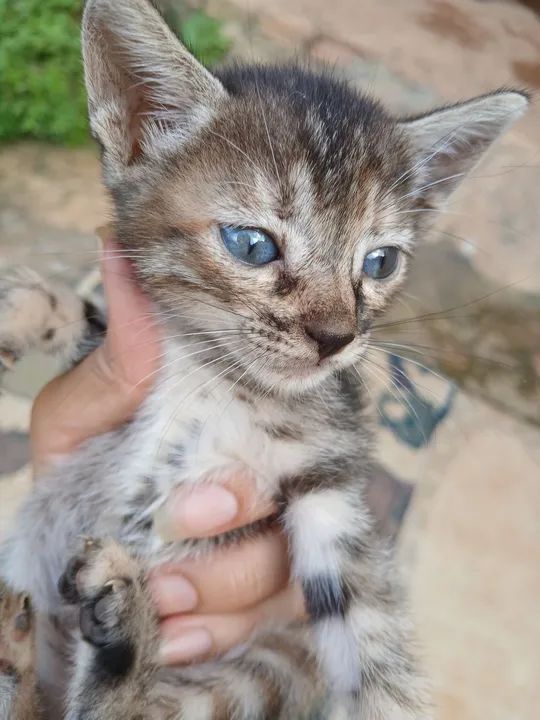 Gatinha para Doação  - Foto 5