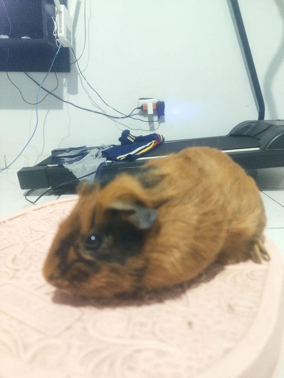 Porquinhos da índia 