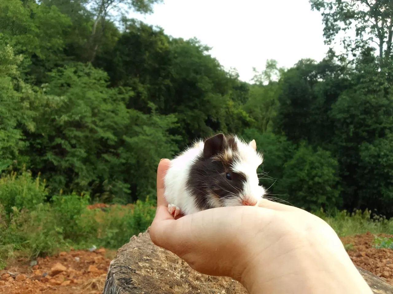 Porquinhos da Índia  - Foto 4