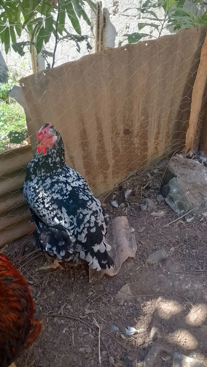 Casal de galinha balão sertaneja