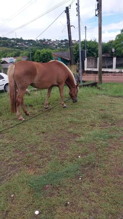 Égua Crioula  - Foto 3