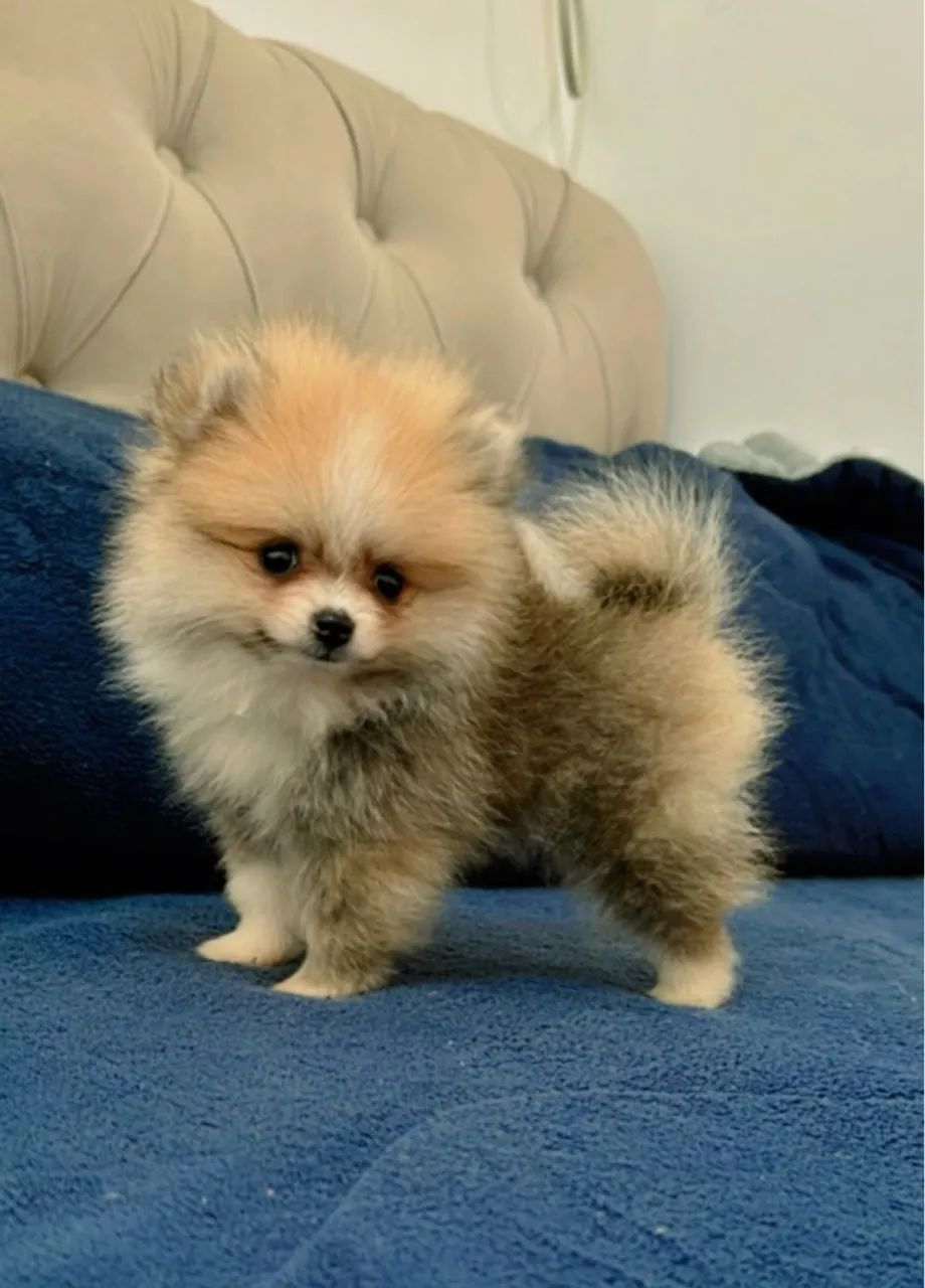 Lulu da Pomerania fêmea - Foto 2