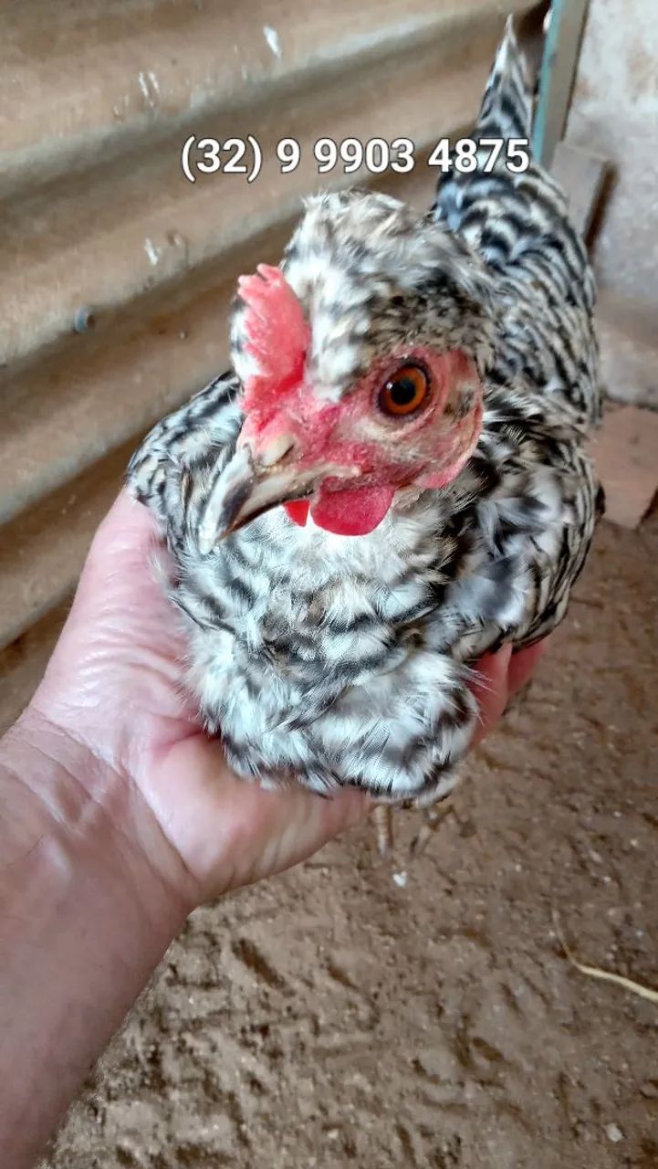 Linda mini galinha garnizé polaco carijó em postura