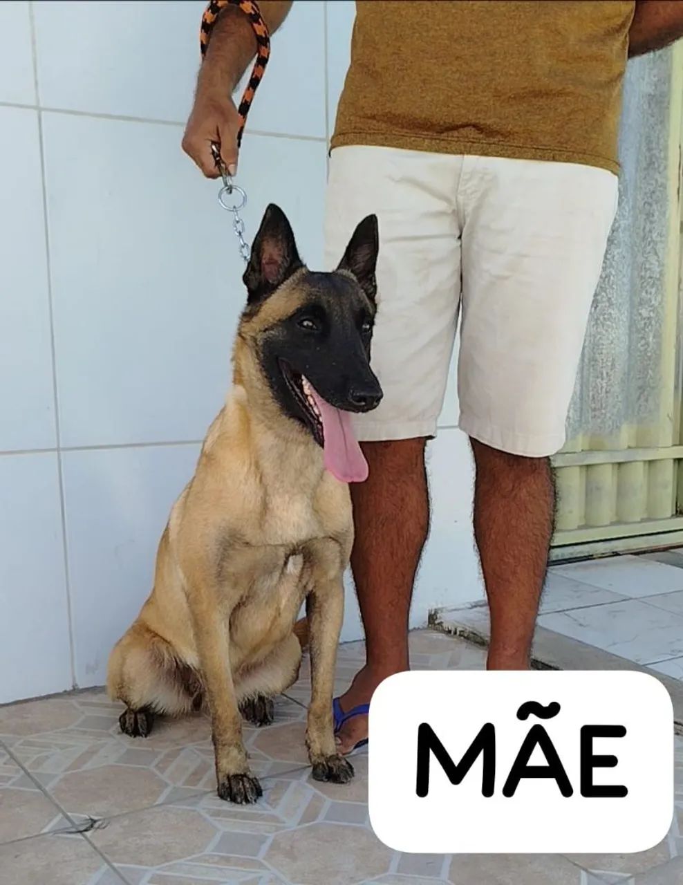 Anúncio - Pastor Belga Malinois - Foto 2