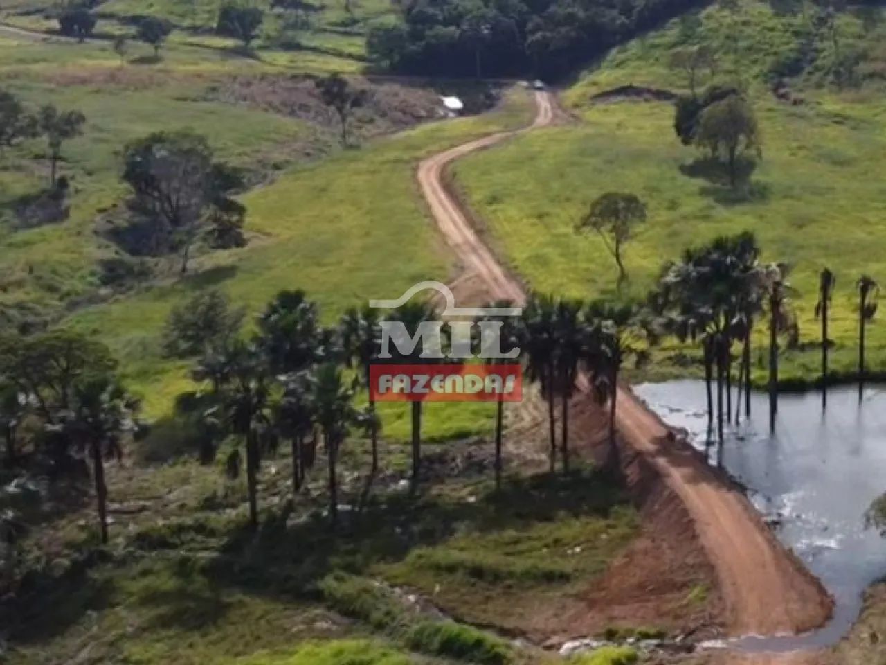 Fazenda de 100 Alqueires (484 Hectares) em Hidrolina-GO - Foto 4