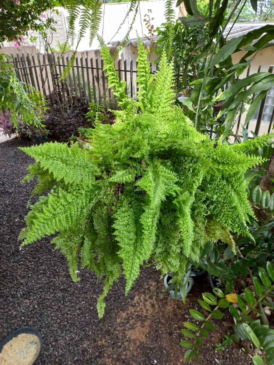 samambaias