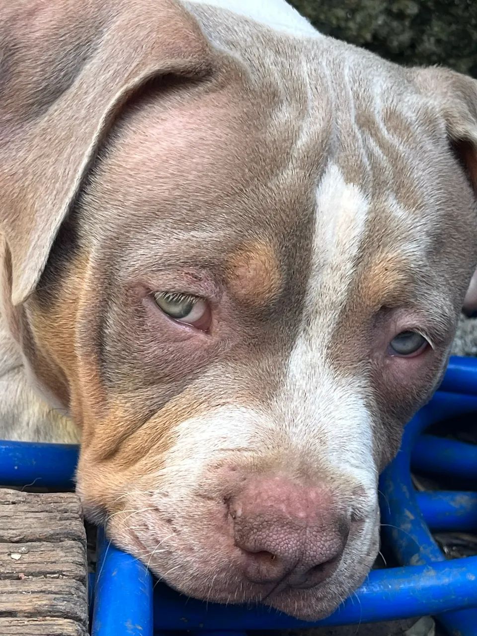 Pit Bull - Brazilian Bull - Foto 2