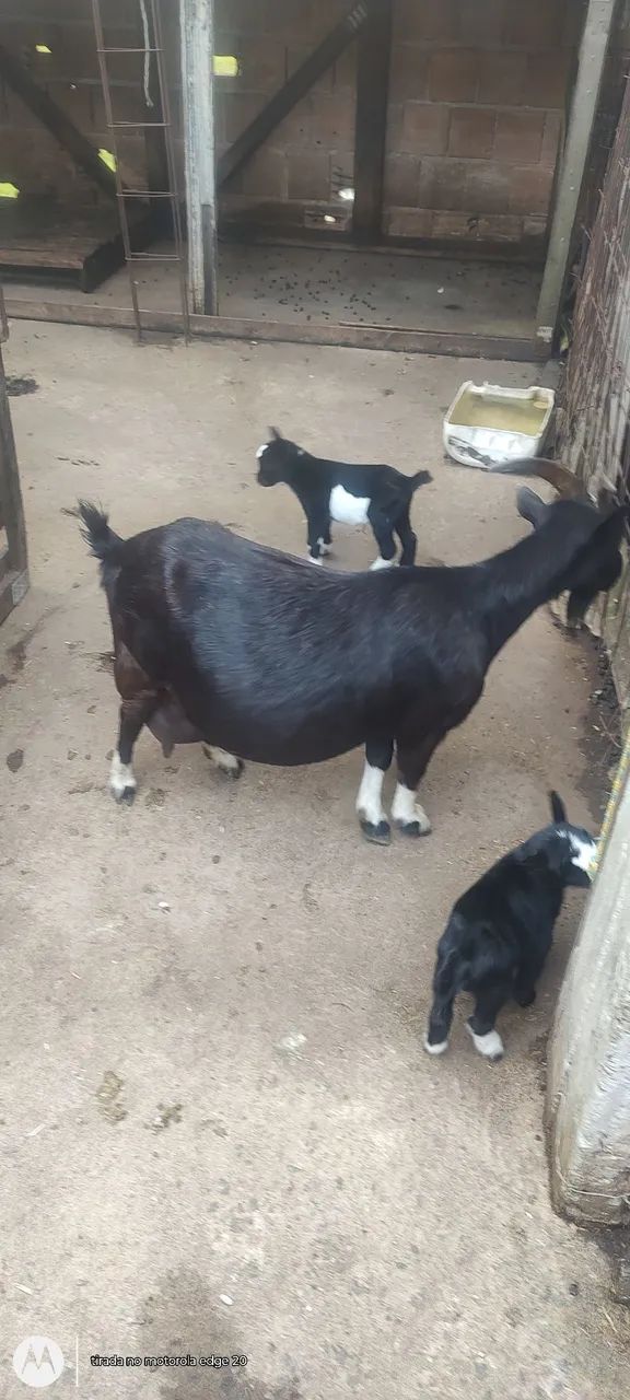 Mini cabras - Foto 3