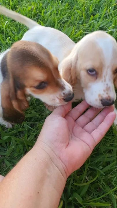 FILHOTES DE BASSET HOUND  - Foto 5