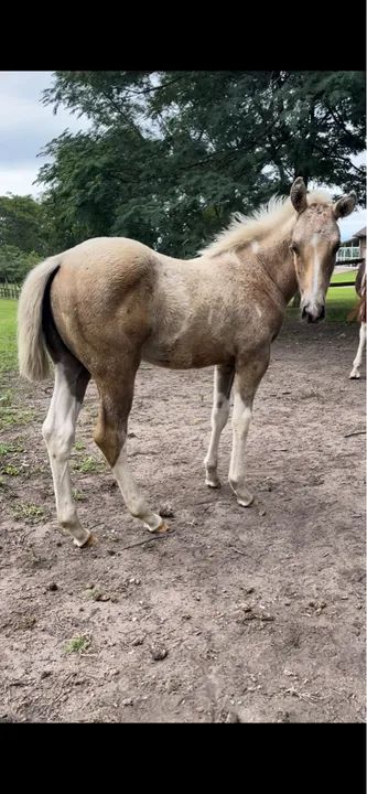 Paint Horse - Foto 4