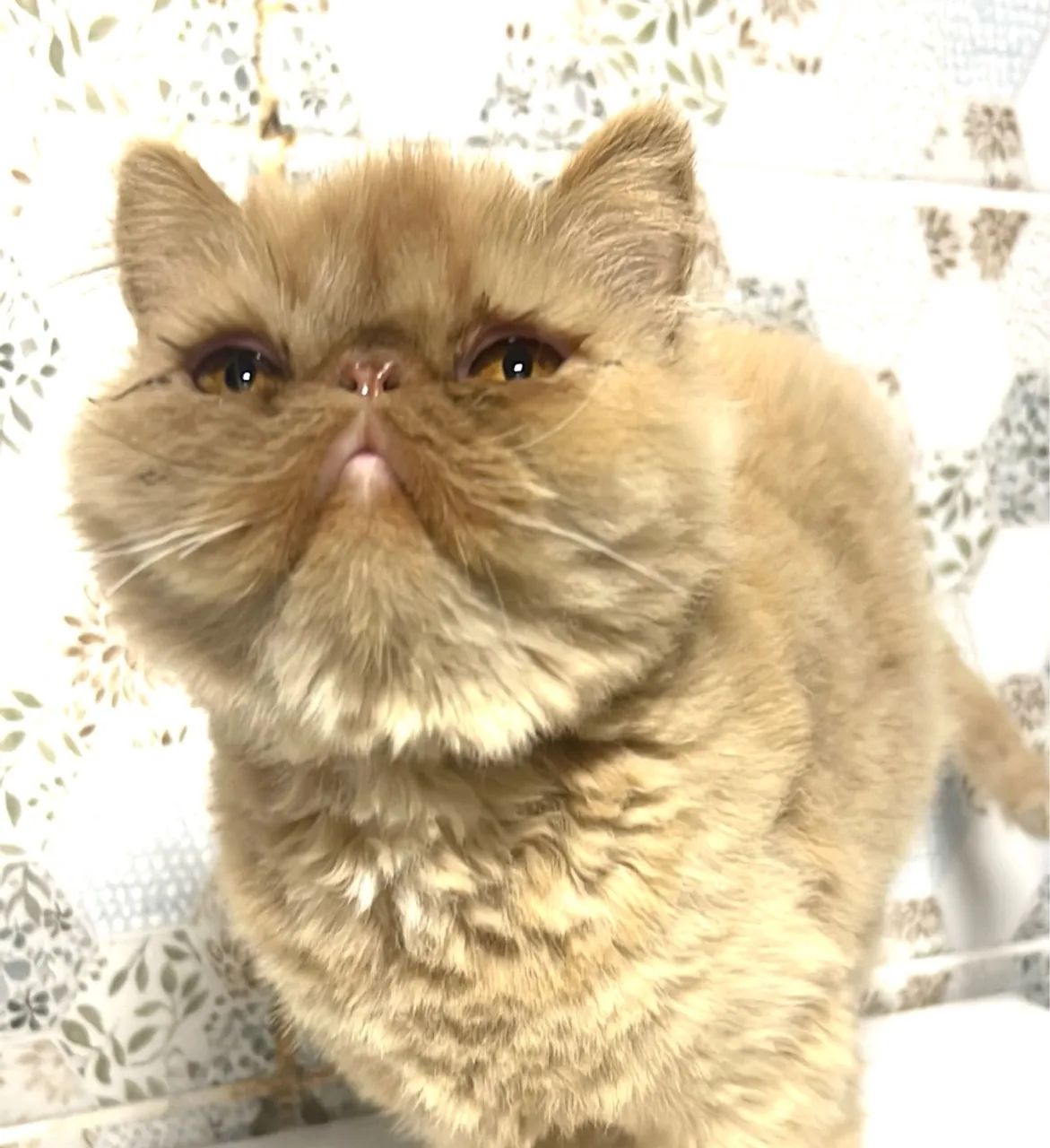 Gatinha Persa  - Foto 3