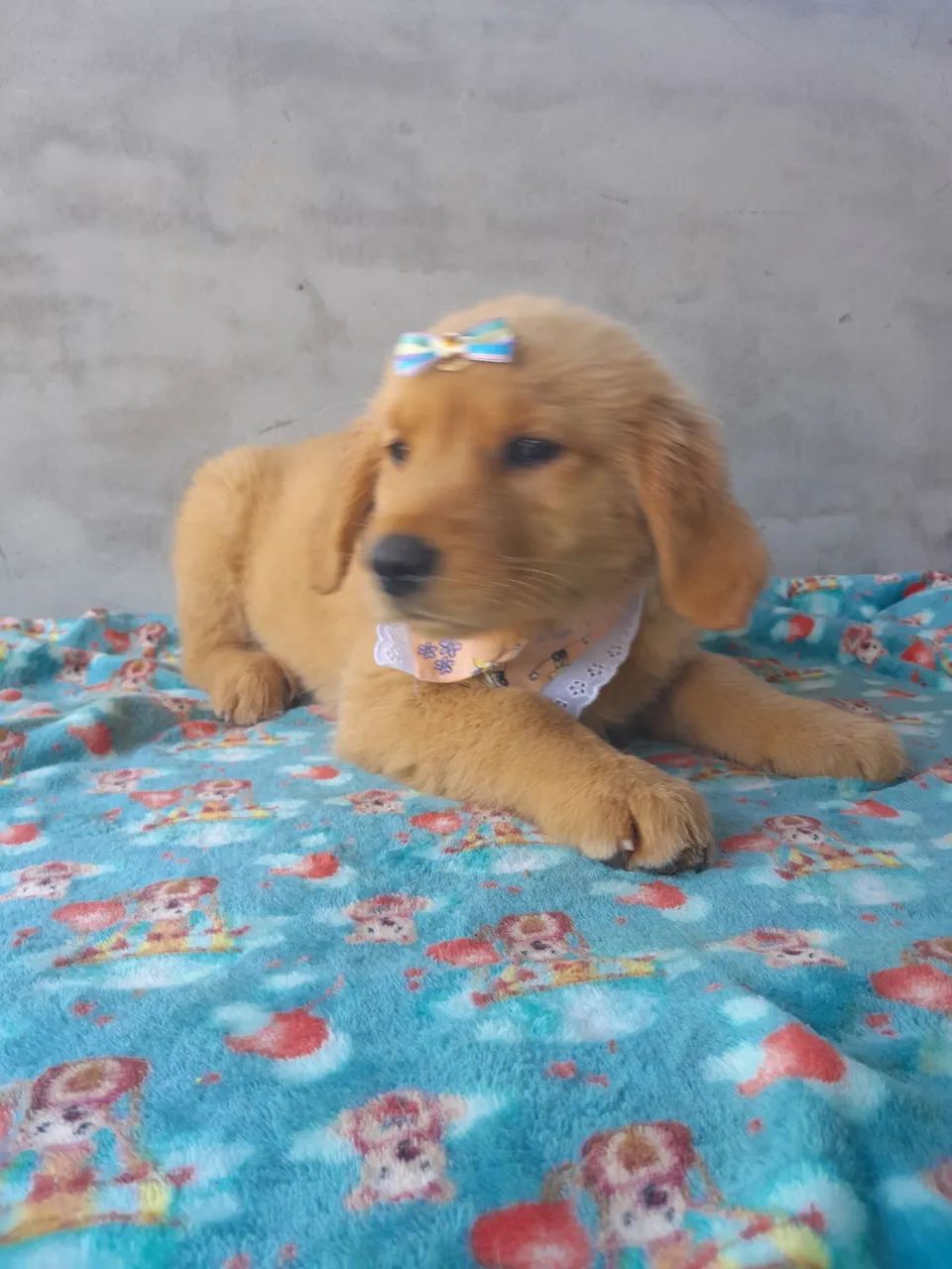  Golden Retriever Fêmea pronta para brincar  - Foto 6