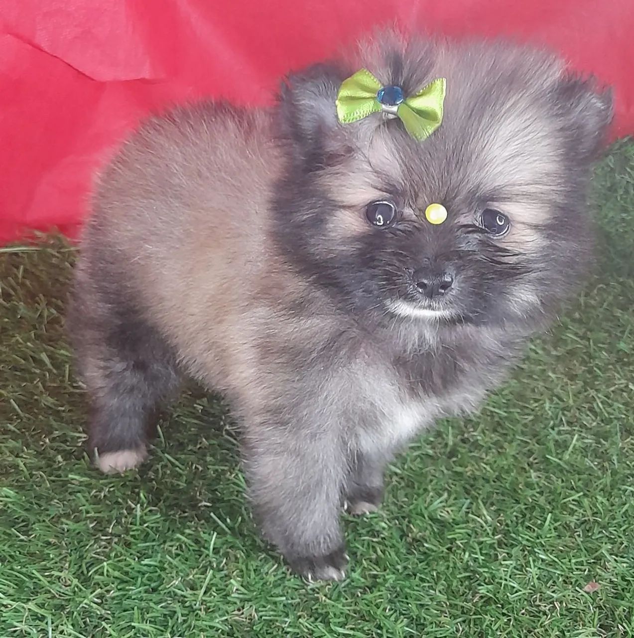 Menininha lulissinha ana disponível 