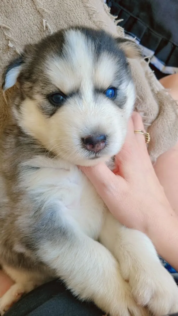 Filhote de Husky Siberiano - Olhos Azuis!