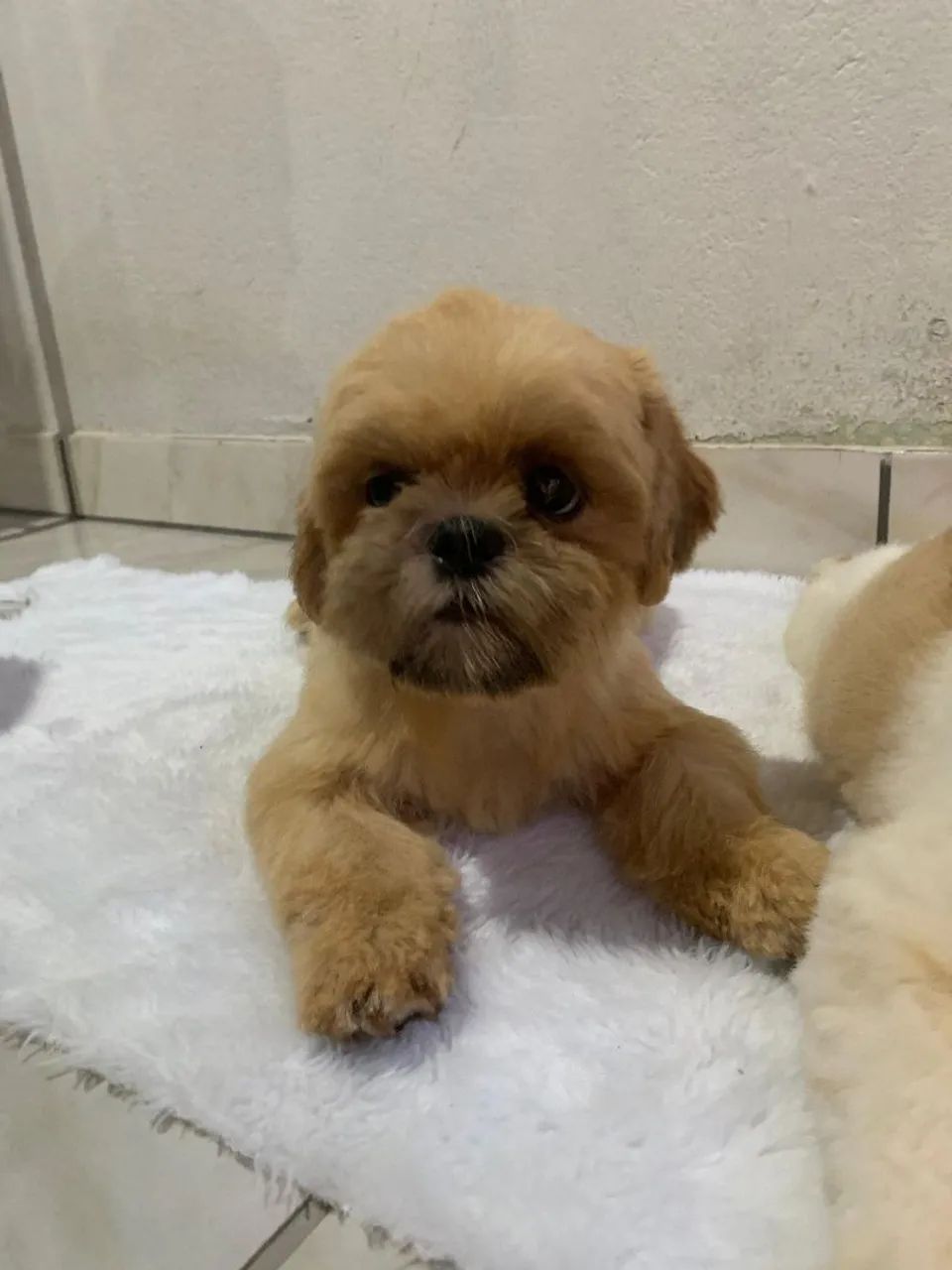 Filhote Shih Tzu lindo - Foto 2