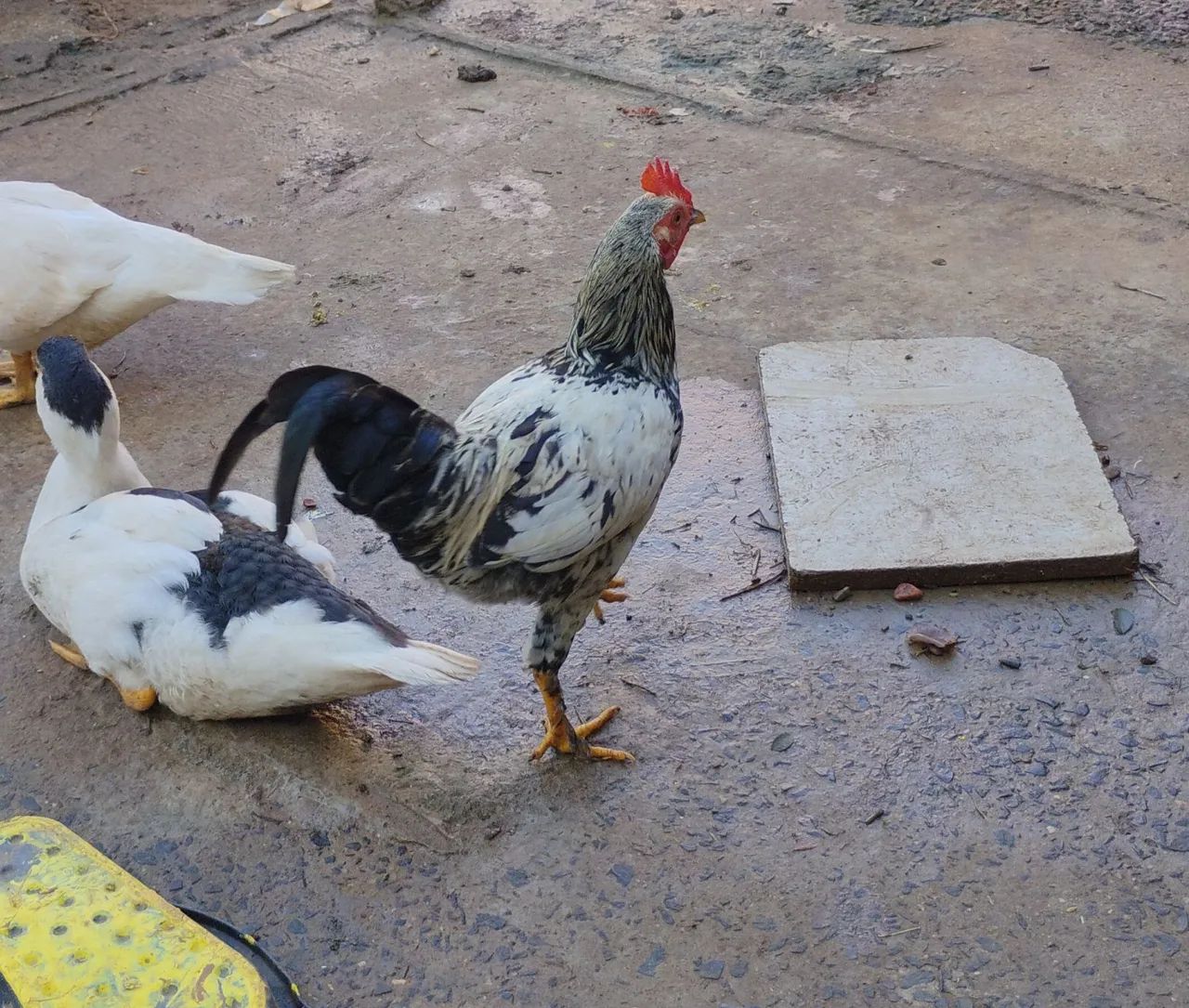 Frangos a venda ou troca  - Foto 2