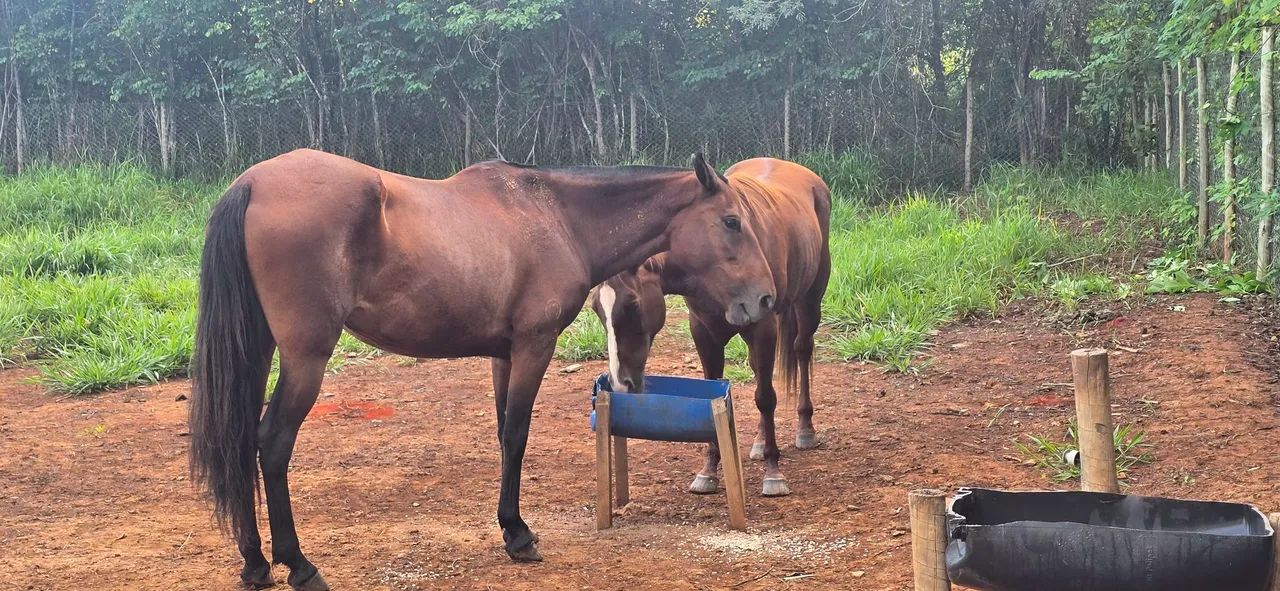 ÉGUA MANGALARGA MARCHADOR  - Foto 4