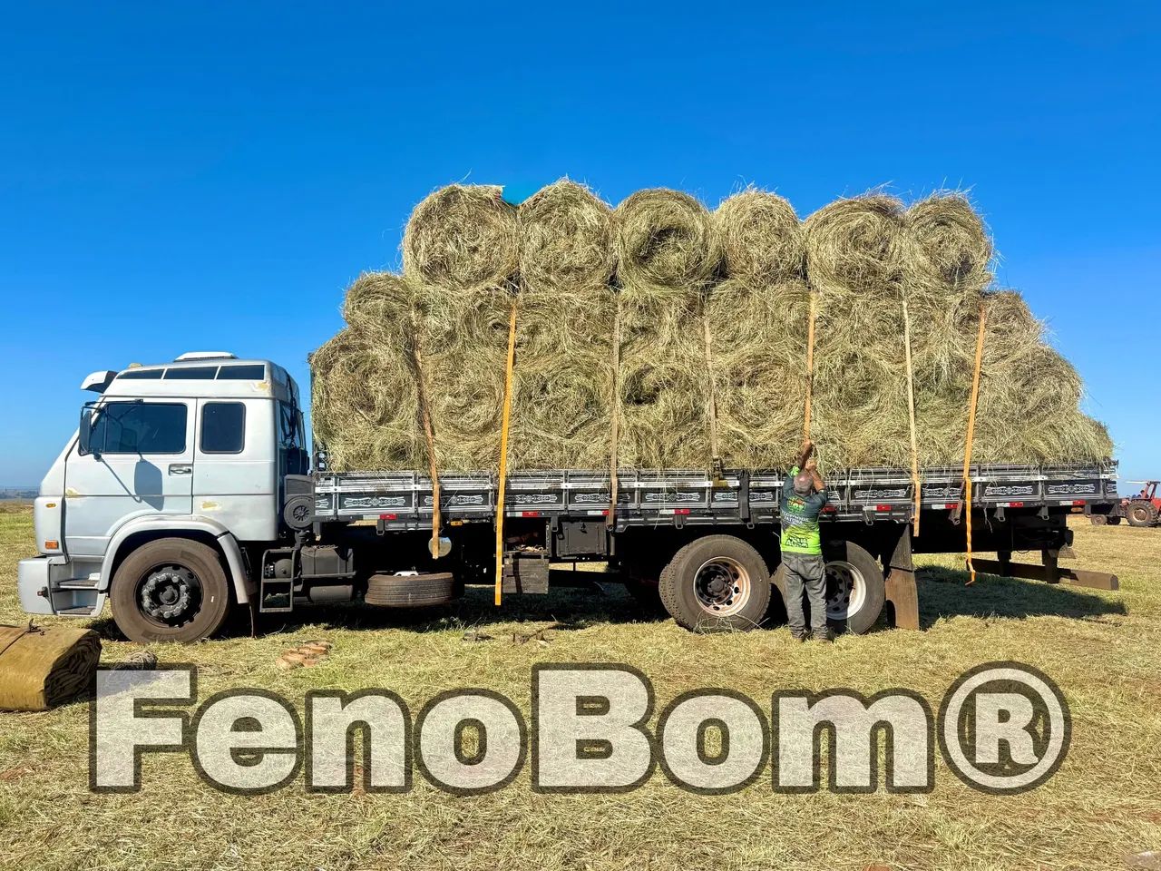 Feno Dictyoneura 