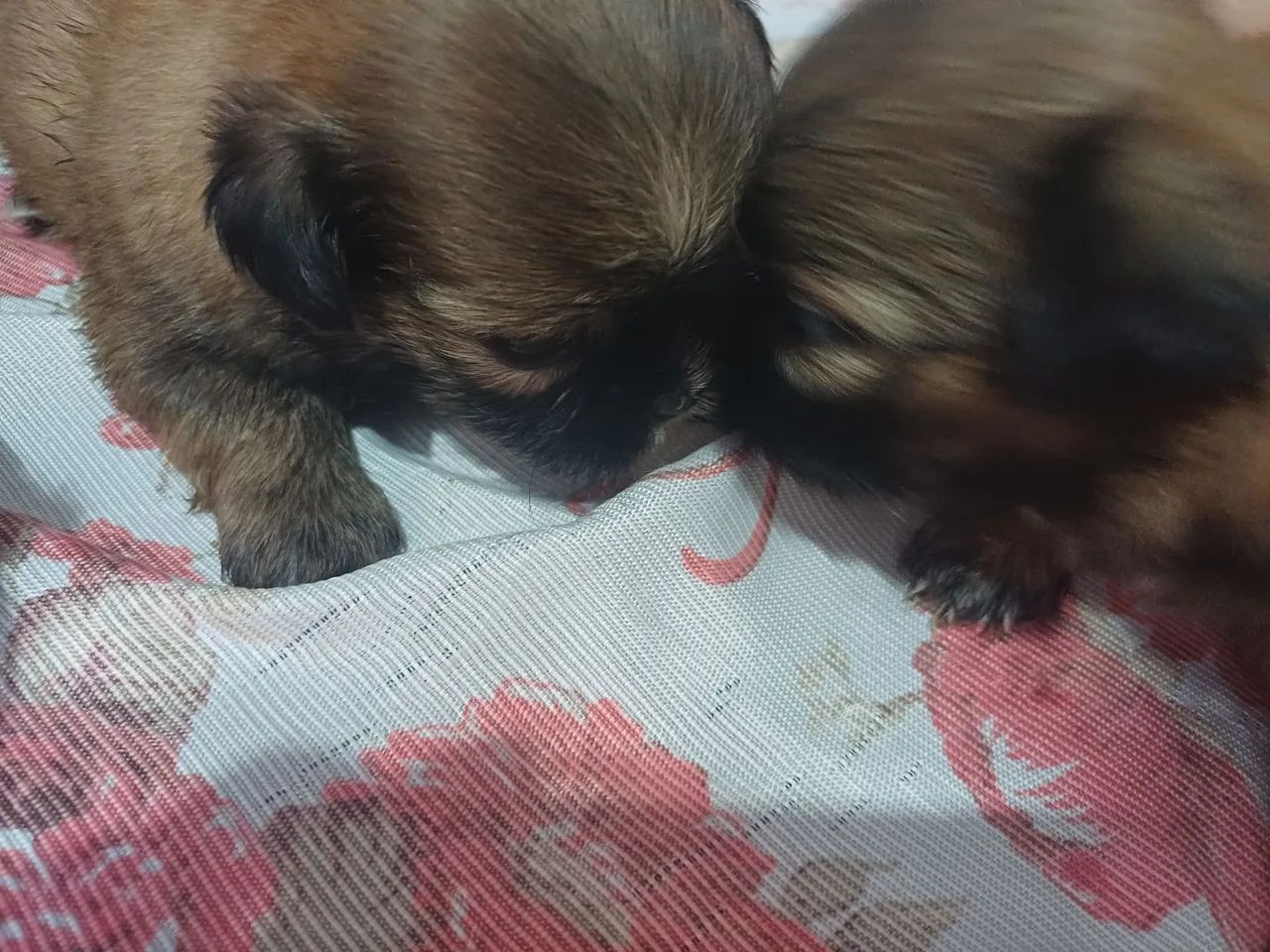 Shitus