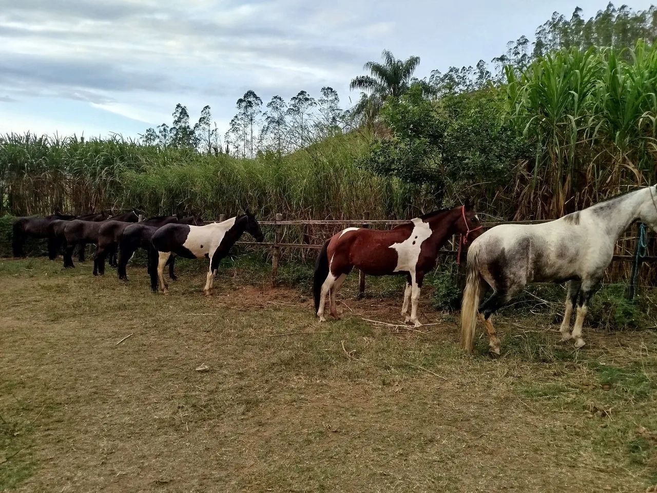 Égua 