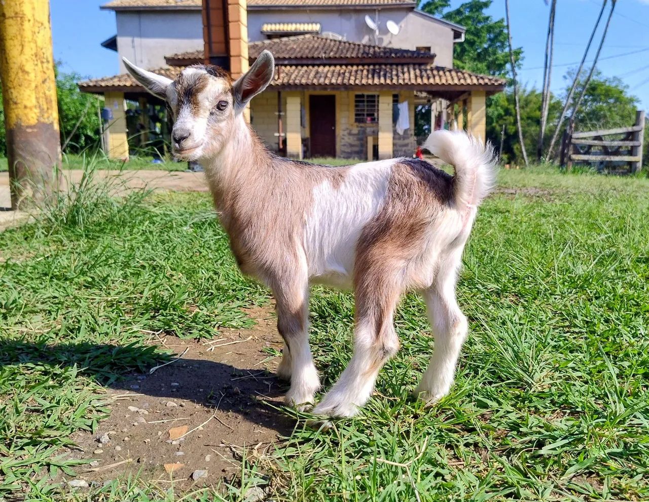 Mini Cabra - Foto 4