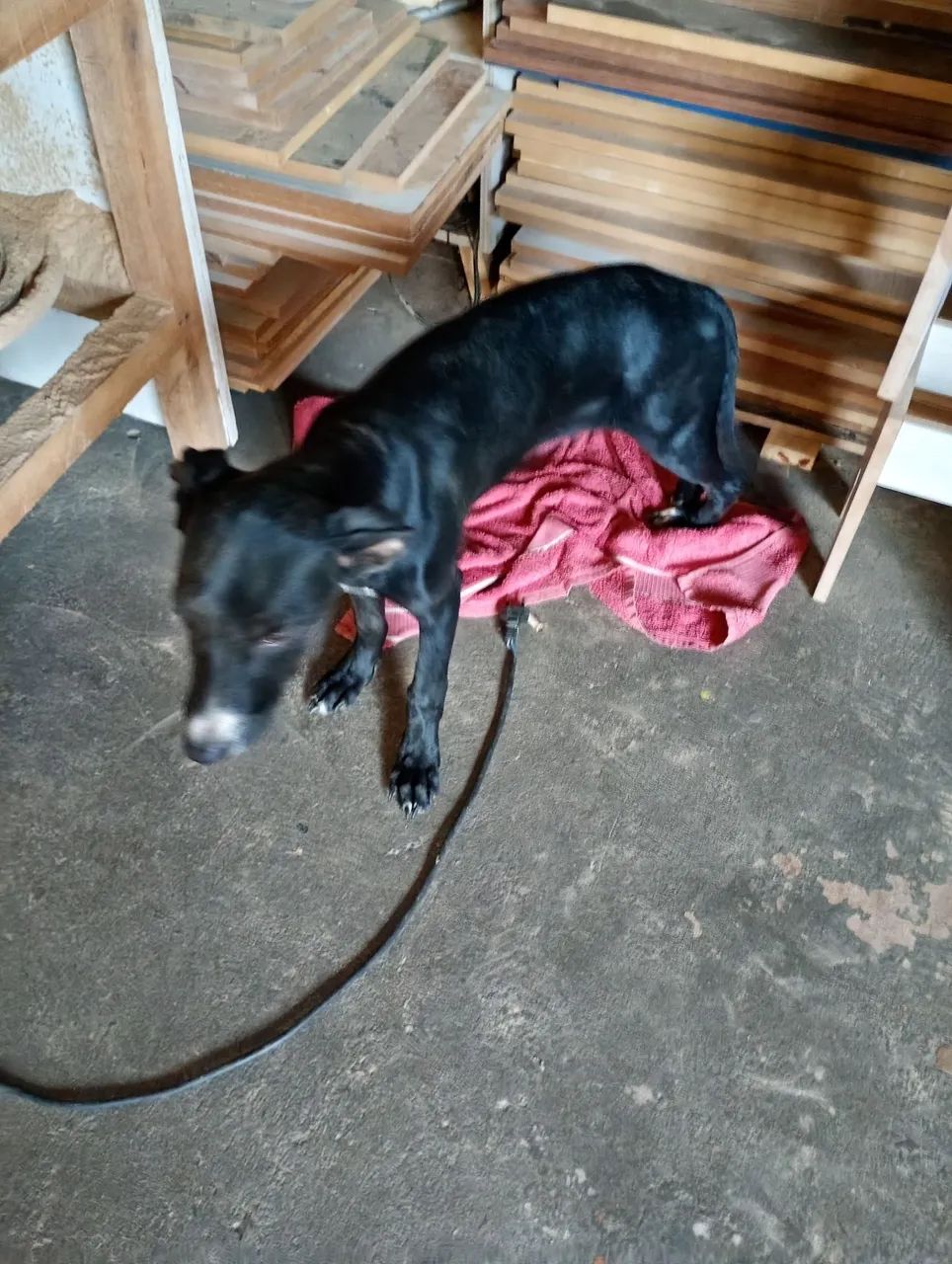Cachorro  - Foto 3