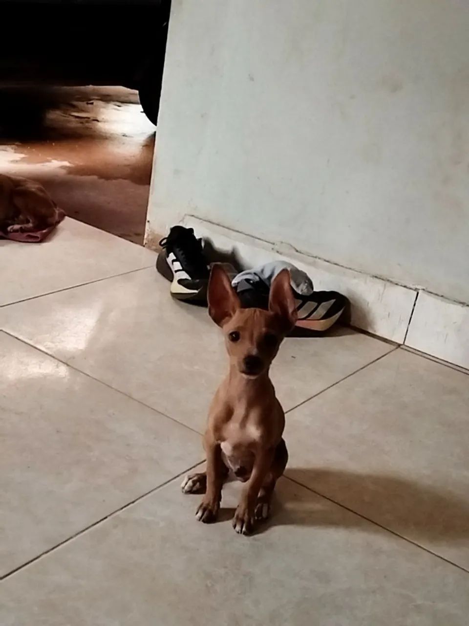 Filhote pinscher  - Foto 2