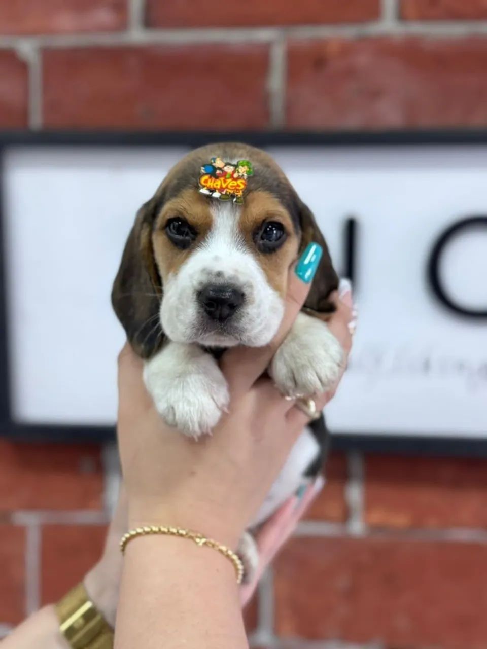 Beagle