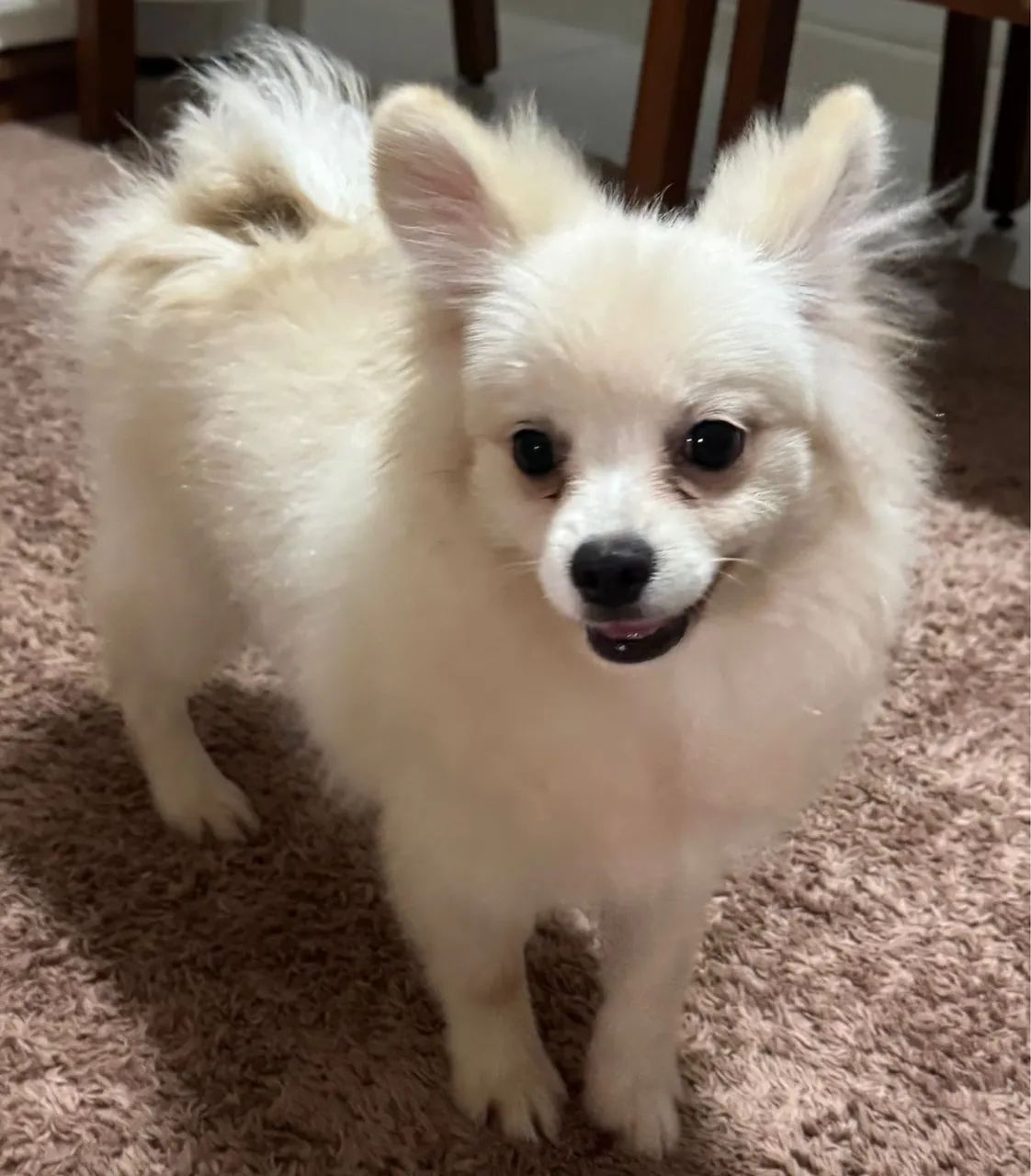 Lulu Pomerania - Spitz Alemão Fêmea (Filhote 7 meses - Nasceu 04/12/25)  - Foto 4