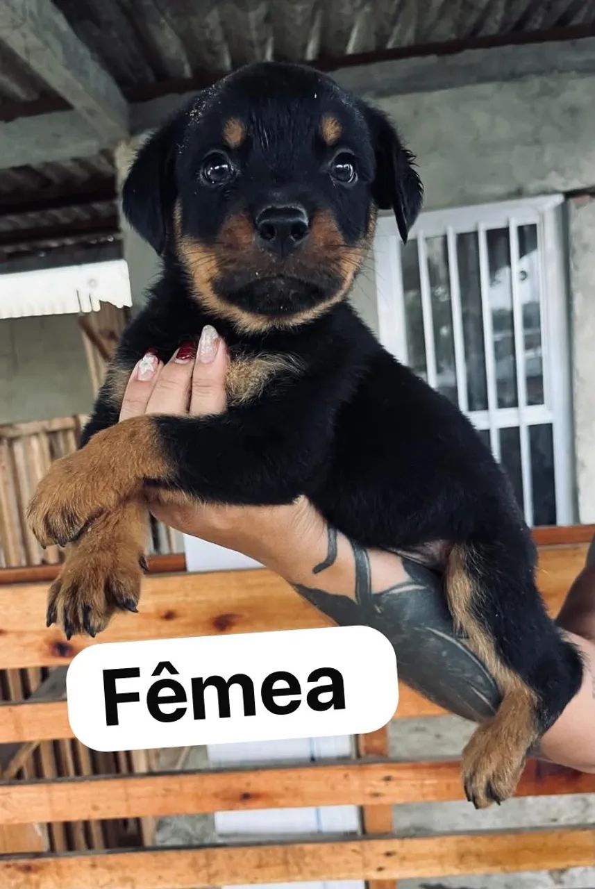 Filhotes de rottweiler  - Foto 4