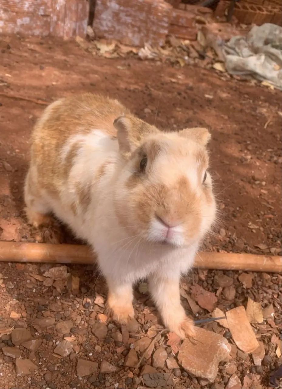 Coelho 