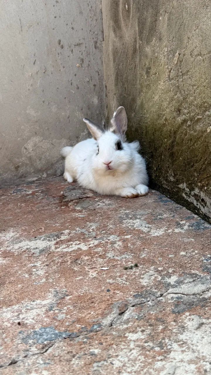 Procuro uma namorada  - Foto 4