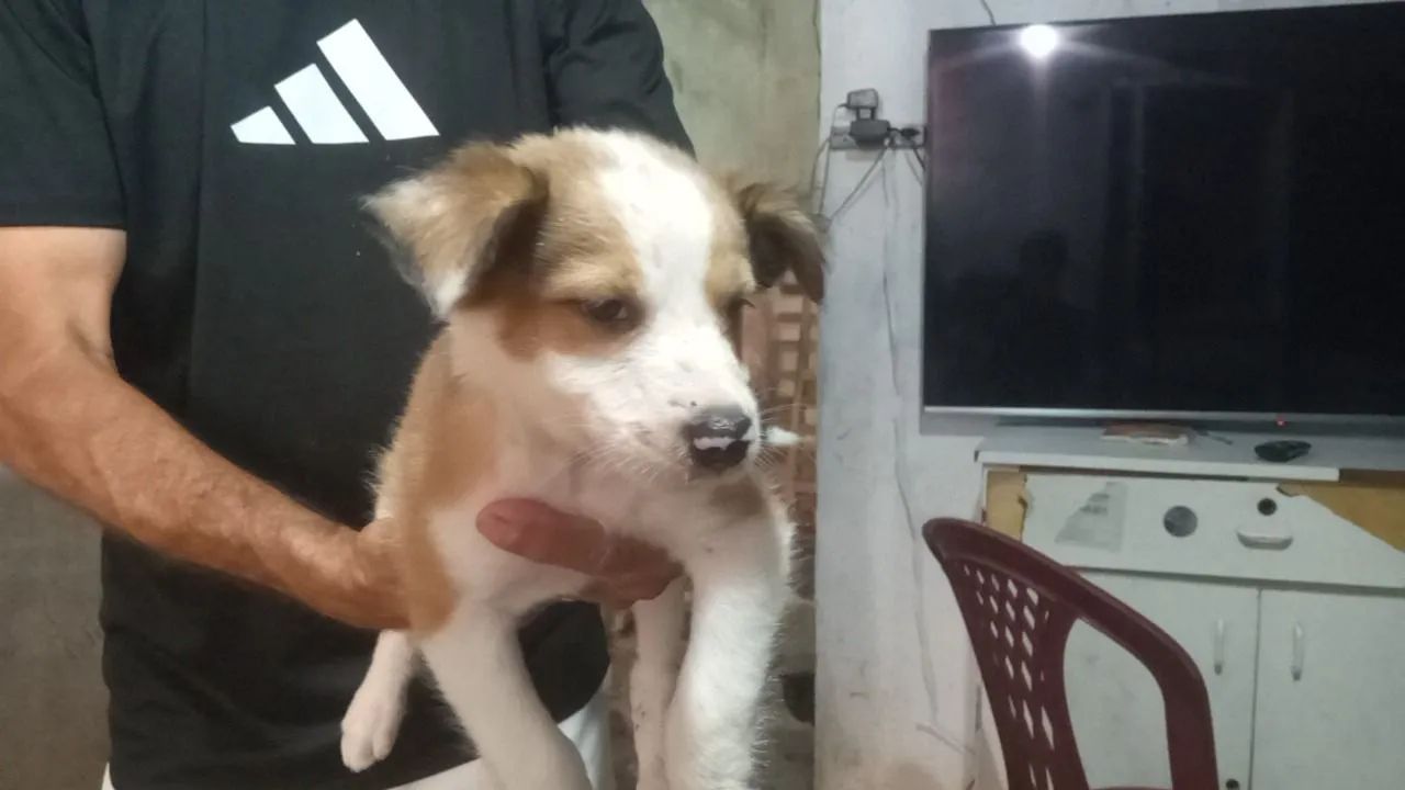 Filhote de Cachorro pra doar 