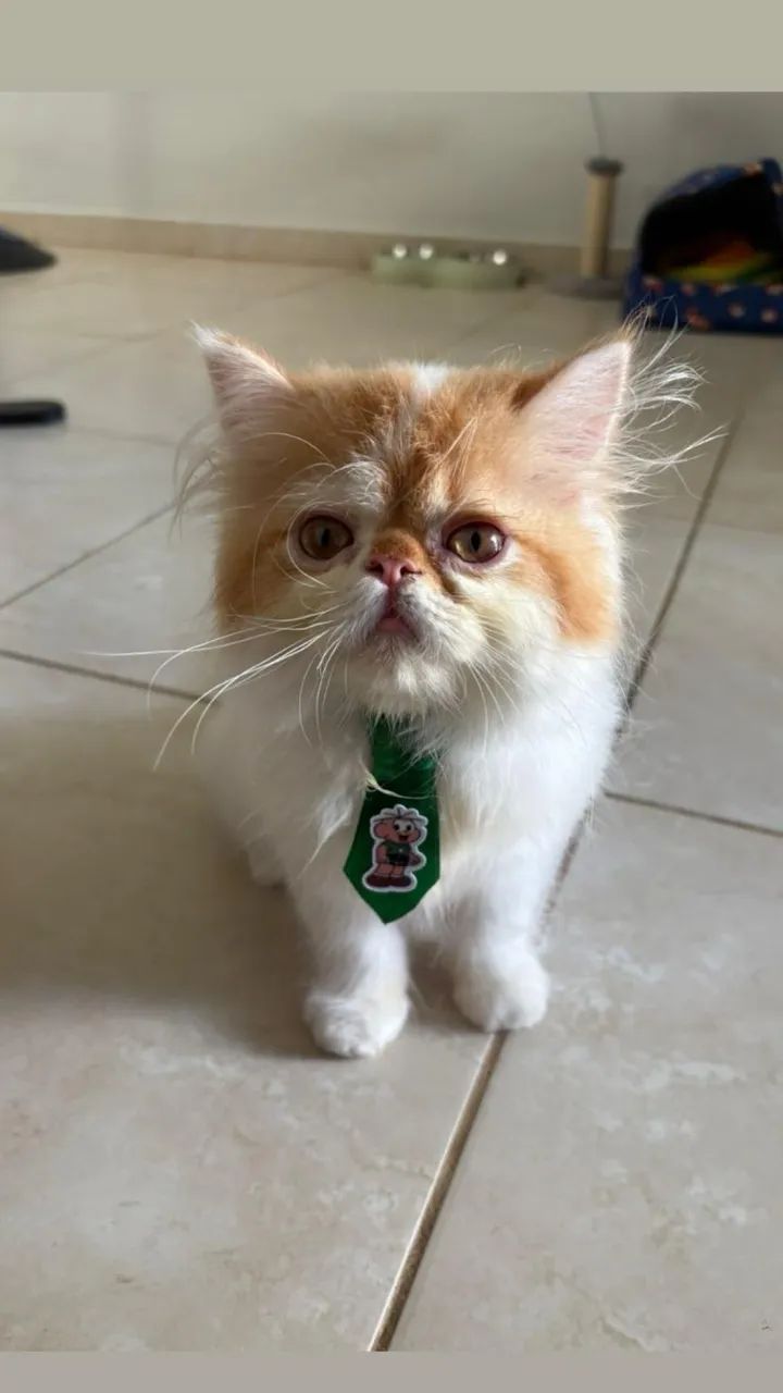 Gato persa macho - Foto 2