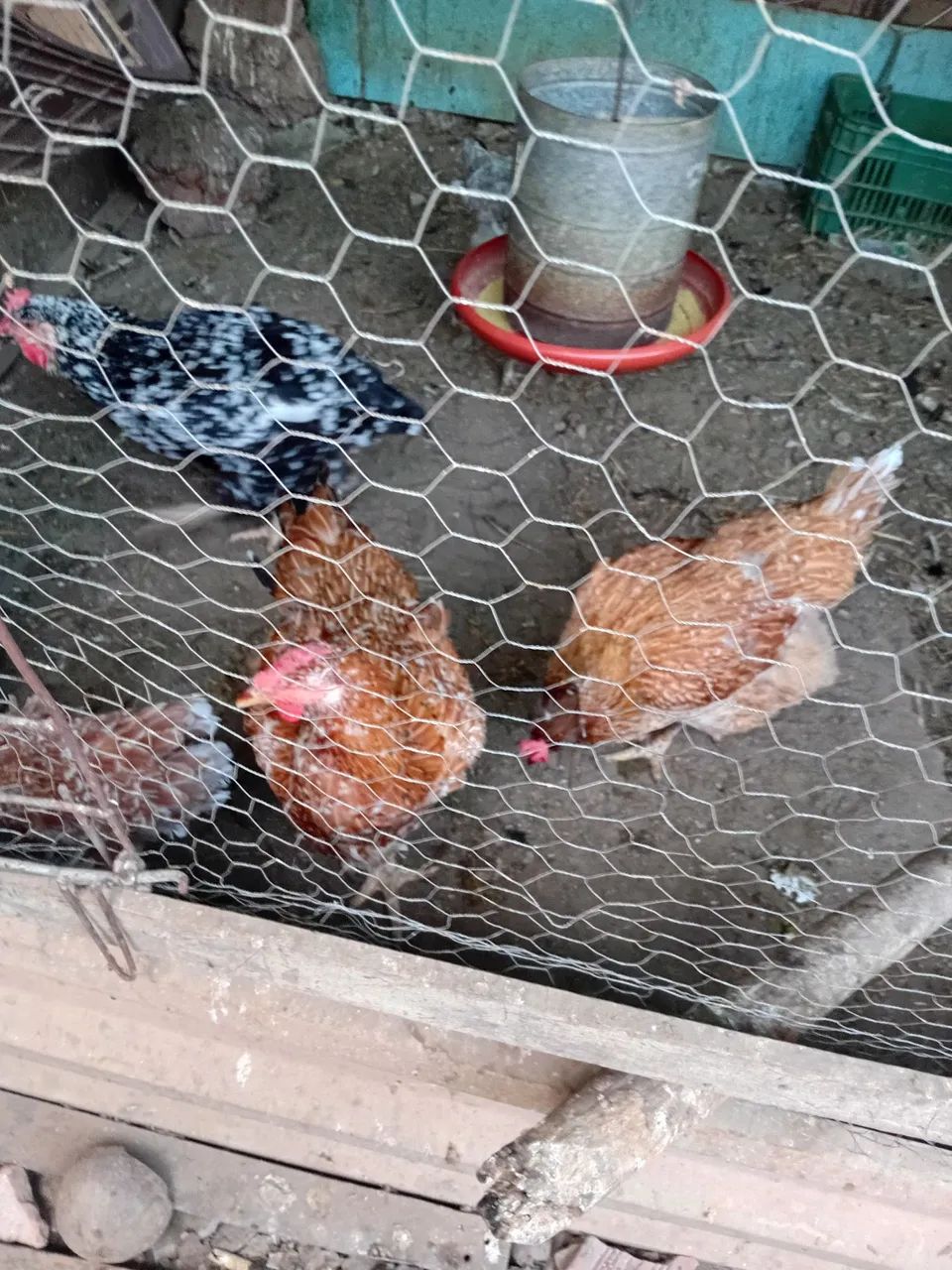 Galinha sertaneja balão  - Foto 4