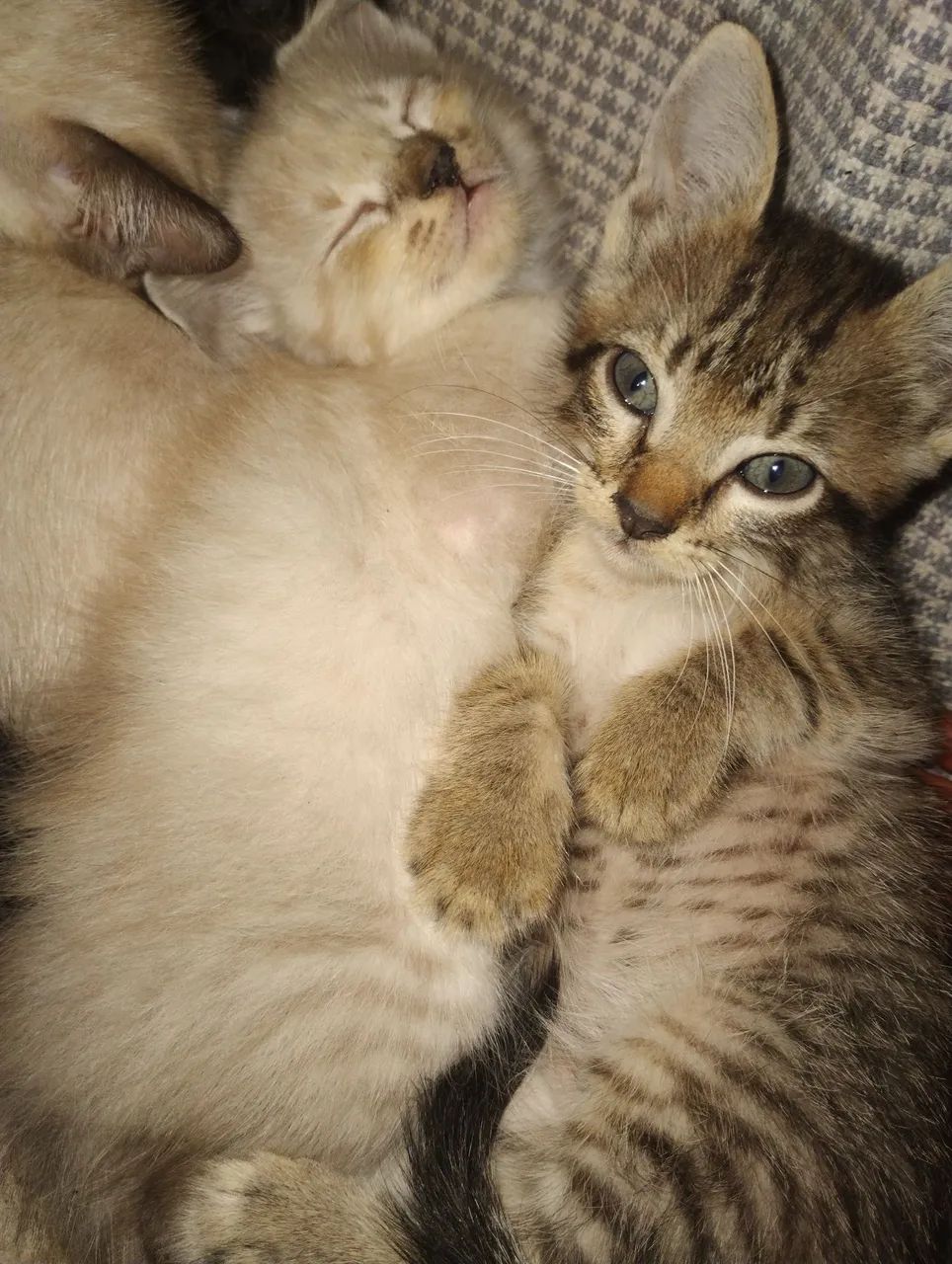 Gatos  - Foto 5