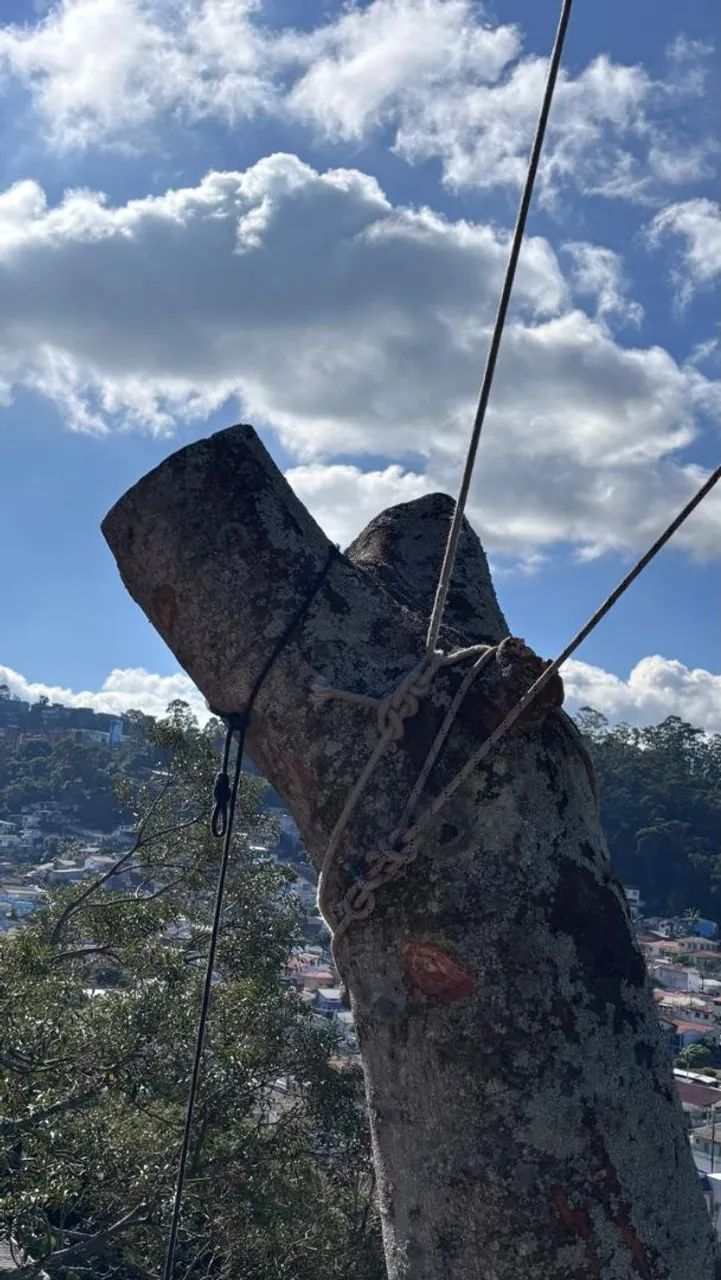 Poda em árvores retirada de material *  - Foto 2