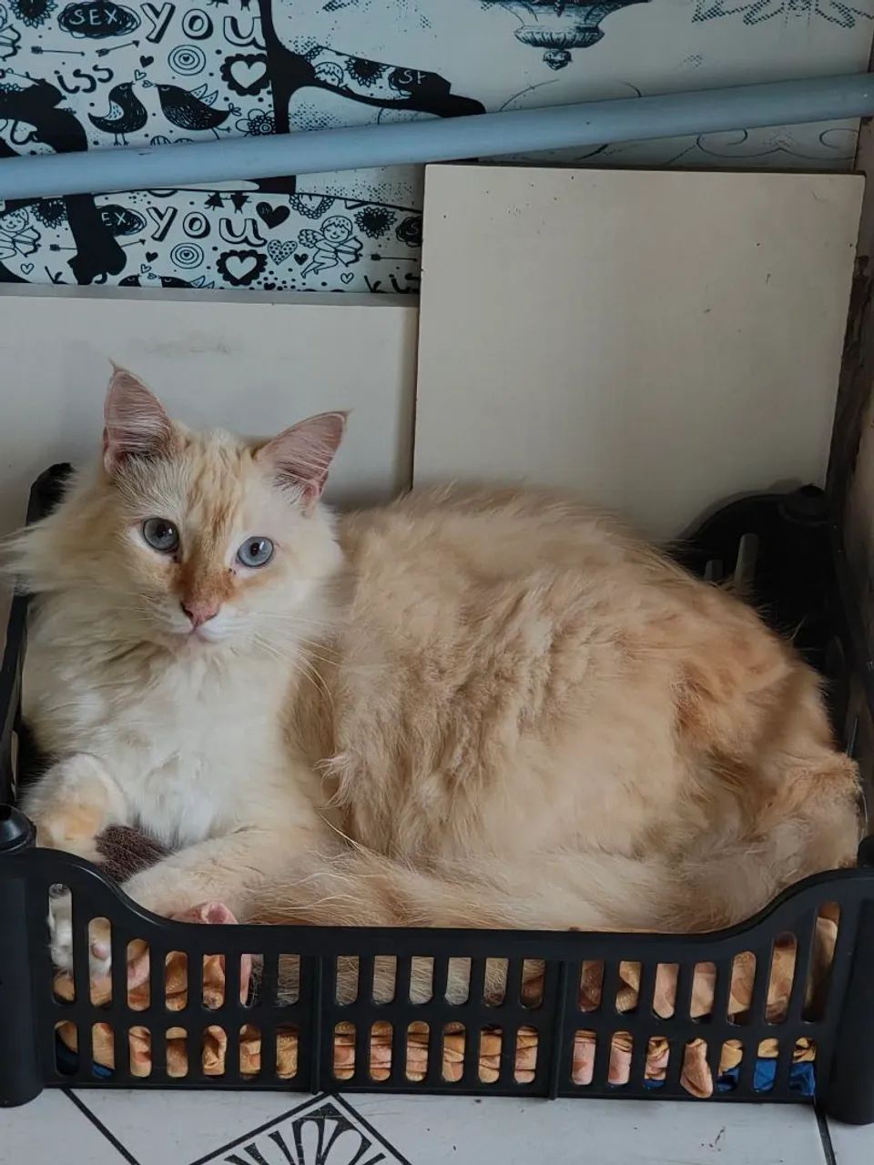 Gatinho para doação 