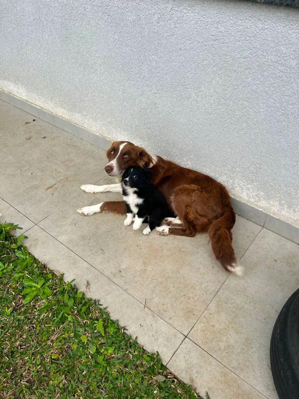Cadela boder collie - Foto 2