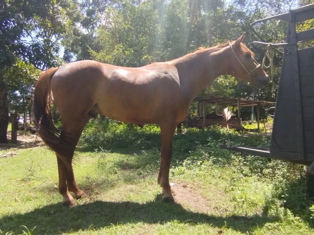 Potro mangalarga primeira muda - Foto 3