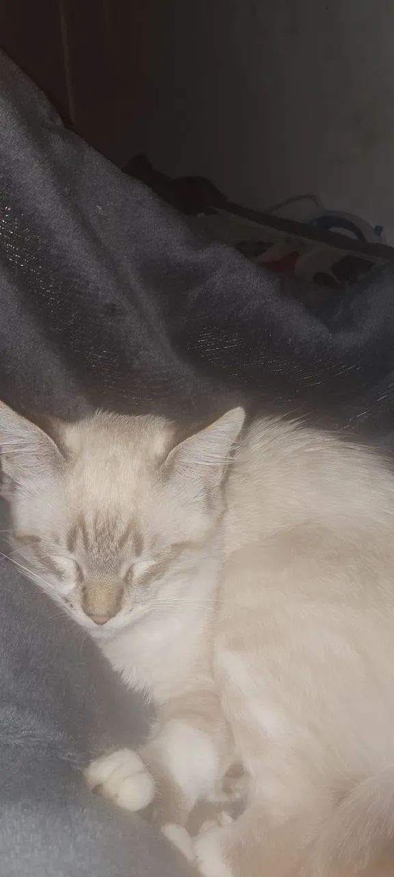 doando gatinho macho