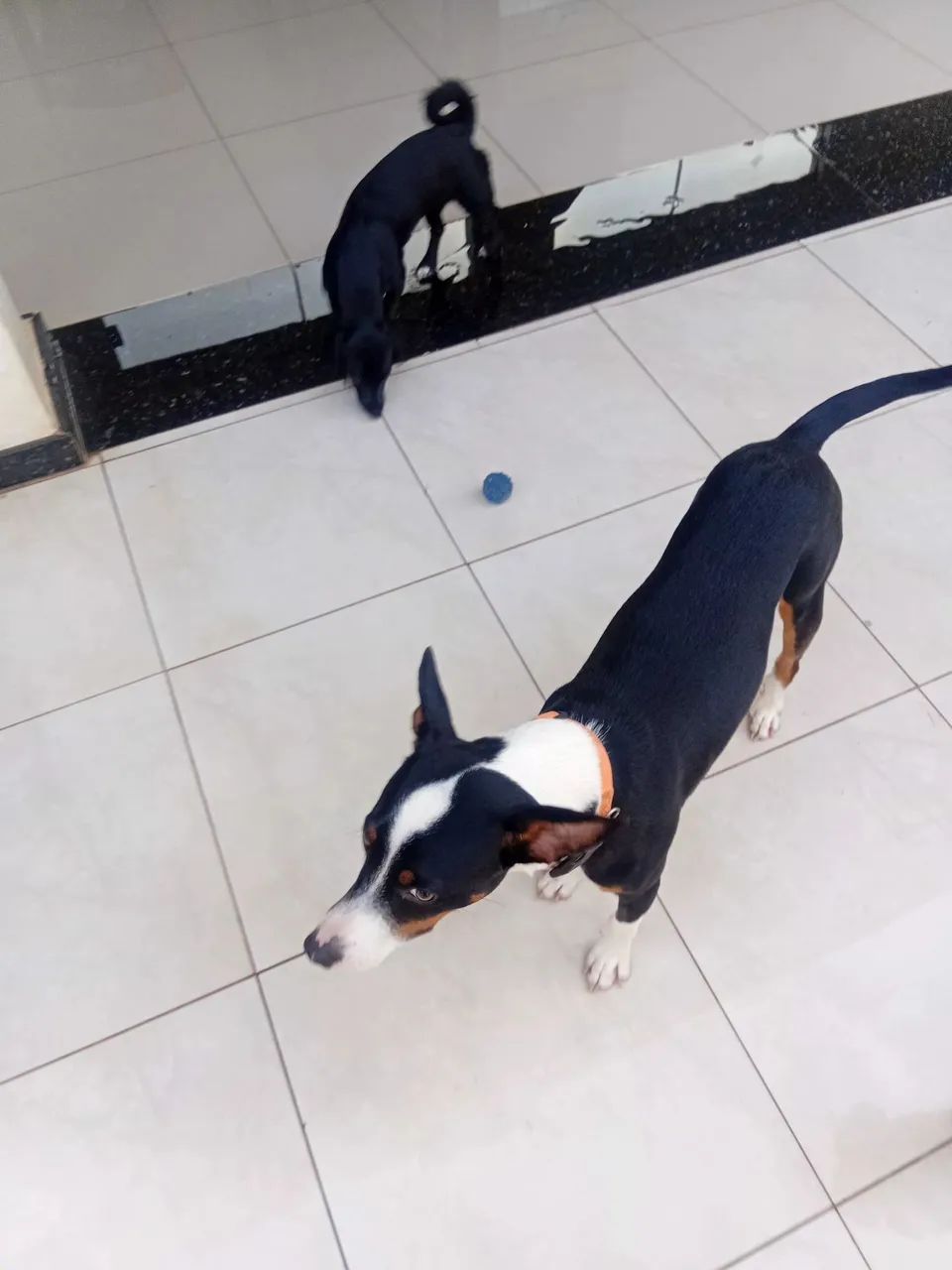 Doação de um cachorro nome( piter)  - Foto 5