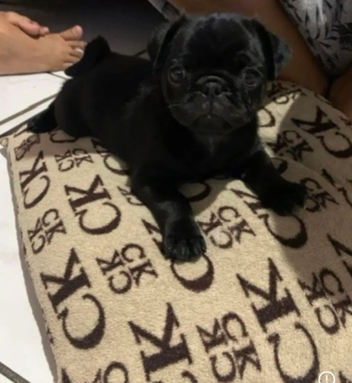 Filhote de pug 