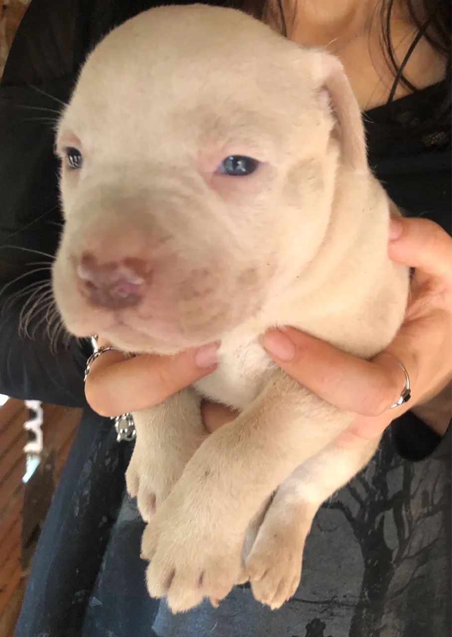 Filhote de pitbull  - Foto 2
