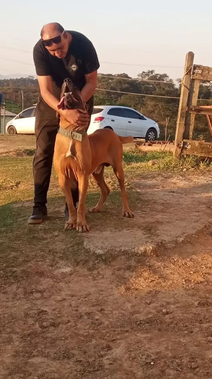 Cachorro Fila brasileiro  - Foto 2