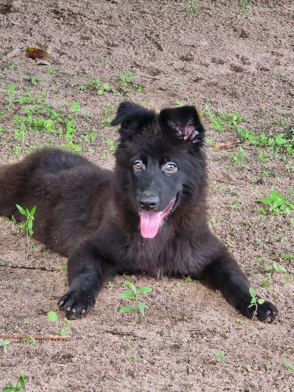 Cão pastor  - Foto 3